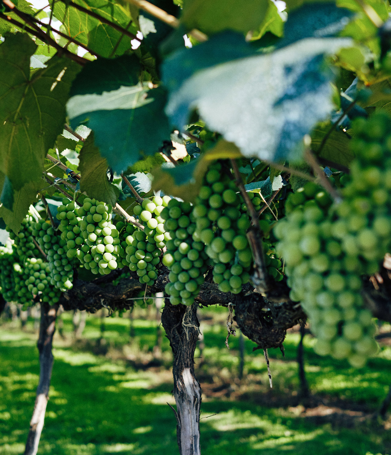 Grapes on a vineyard