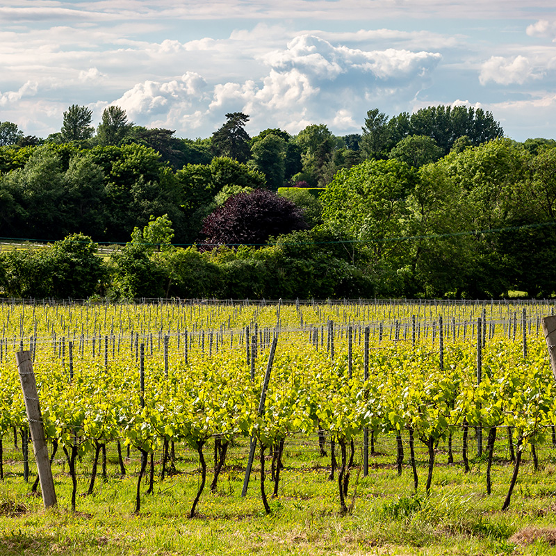 Rows of vines at a vineyard, wine tasting experiences for The Butler Collection guests.