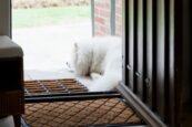 Dog friendly holiday cottages in Sussex, featuring Milo the dog sleeping on the doormat of Marble Bridge Farm