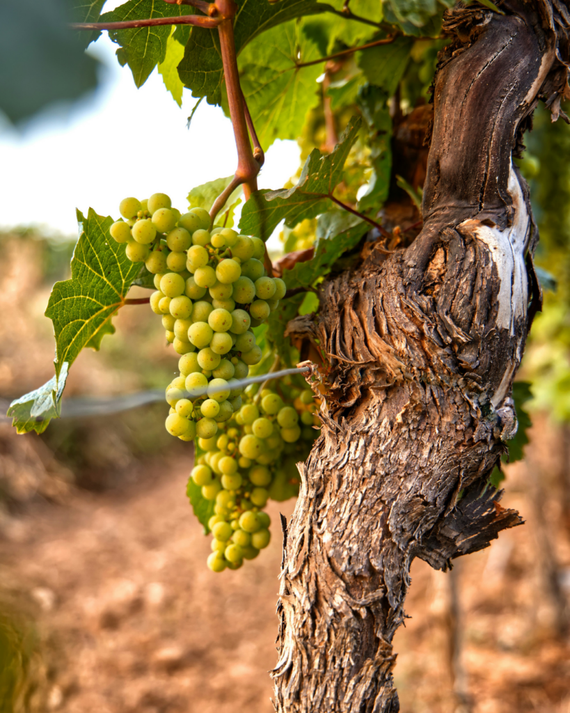 Close-up of green grapes growing on a sunlit vineyard vine, surrounded by lush leaves and textured bark.